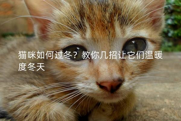 貓咪如何過冬？教你幾招讓它們溫暖度冬天