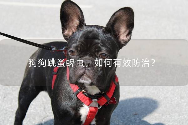 狗狗跳蚤蜱蟲，如何有效防治？