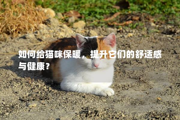 如何給貓咪保暖,提升它們的舒適感與健康? 如何給貓咪保暖,提升它們的舒適感與健康?