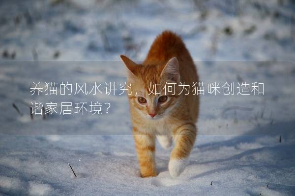 養貓的風水講究，如何為貓咪創造和諧家居環境？