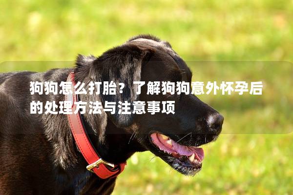 狗狗怎么打胎？了解狗狗意外懷孕后的處理方法與注意事項