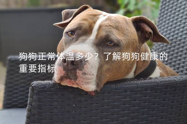 狗狗正常體溫多少？了解狗狗健康的重要指標