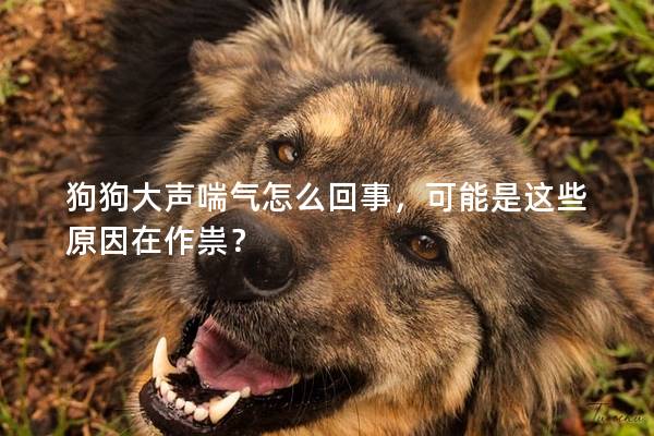 狗狗大聲喘氣怎么回事,可能是這些原因在作祟? 狗狗大聲喘氣怎么回事,可能是這些原因在作祟?