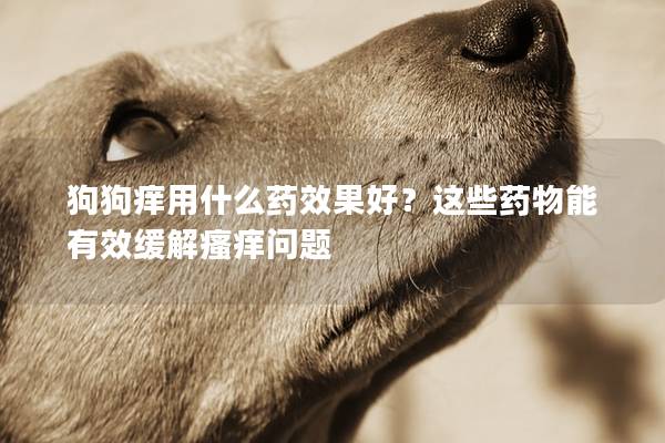 狗狗癢用什么藥效果好？這些藥物能有效緩解瘙癢問題
