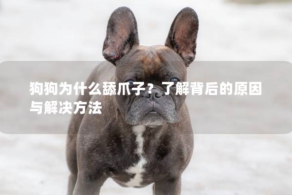 狗狗為什么舔爪子?了解背后的原因與解決方法