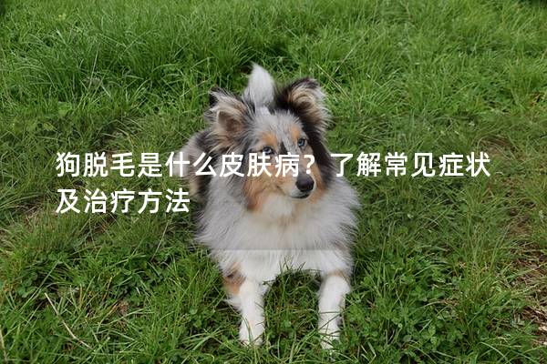 狗脫毛是什么皮膚病？了解常見癥狀及治療方法