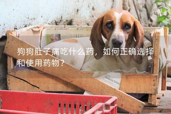 狗狗肚子痛吃什么藥，如何正確選擇和使用藥物？