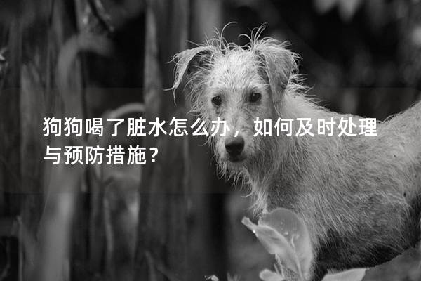 狗狗喝了臟水怎么辦，如何及時處理與預防措施？