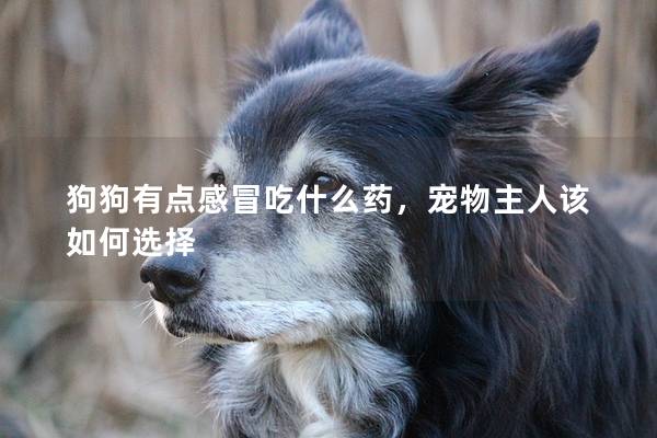 狗狗有點感冒吃什么藥，寵物主人該如何選擇