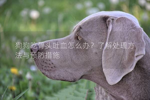 狗狗吃骨頭吐血怎么辦？了解處理方法與預(yù)防措施