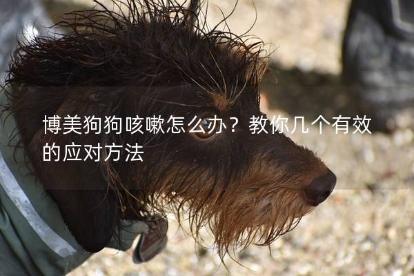 博美狗狗咳嗽怎么辦？教你幾個有效的應對方法