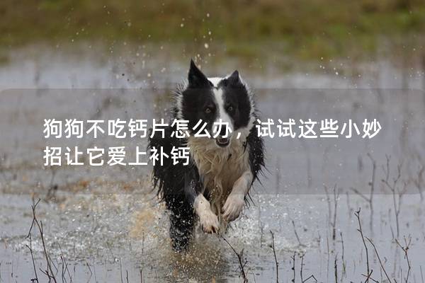 狗狗不吃鈣片怎么辦，試試這些小妙招讓它愛上補鈣