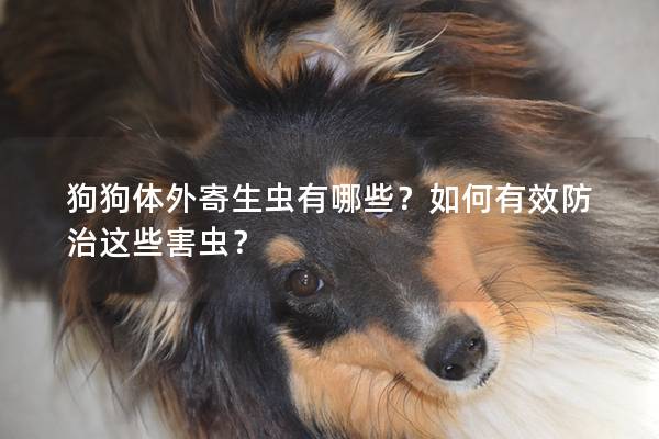 狗狗體外寄生蟲有哪些？如何有效防治這些害蟲？