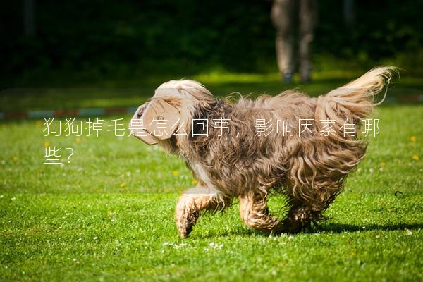 狗狗掉毛是怎么回事，影響因素有哪些？