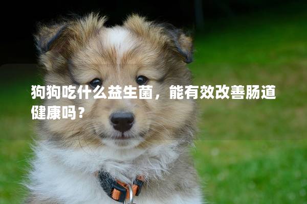 狗狗吃什么益生菌，能有效改善腸道健康嗎？