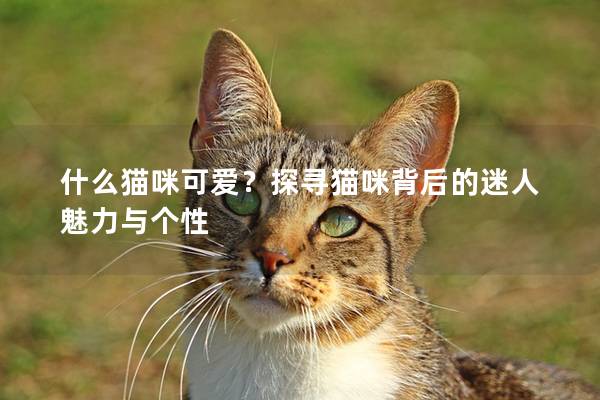 什么貓咪可愛？探尋貓咪背后的迷人魅力與個性