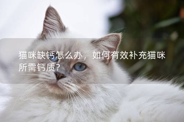 貓咪缺鈣怎么辦，如何有效補充貓咪所需鈣質？