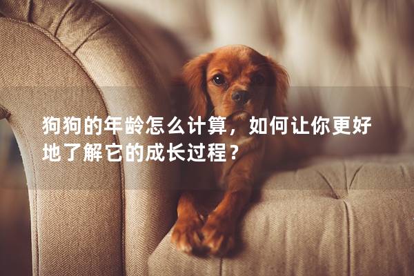 狗狗的年齡怎么計算，如何讓你更好地了解它的成長過程？