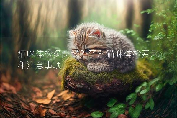 貓咪體檢多少錢?了解貓咪體檢費用和注意事項