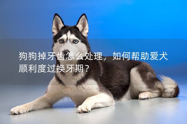 狗狗掉牙齒怎么處理，如何幫助愛犬順利度過換牙期？