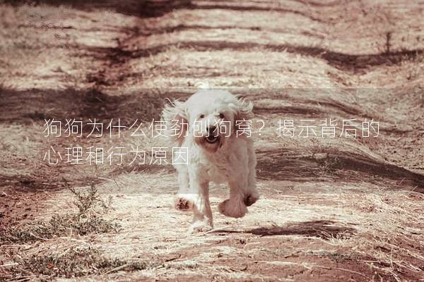 狗狗為什么使勁刨狗窩？揭示背后的心理和行為原因