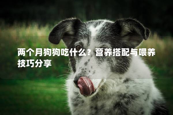 兩個月狗狗吃什么？營養搭配與喂養技巧分享