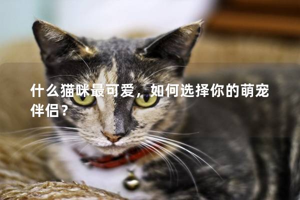 什么貓咪最可愛(ài)，如何選擇你的萌寵伴侶？