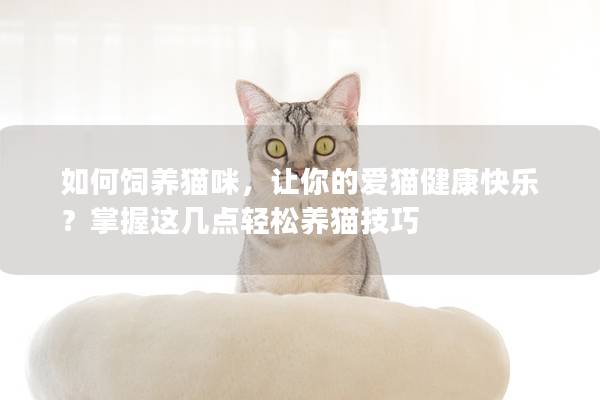 如何飼養貓咪，讓你的愛貓健康快樂？掌握這幾點輕松養貓技巧