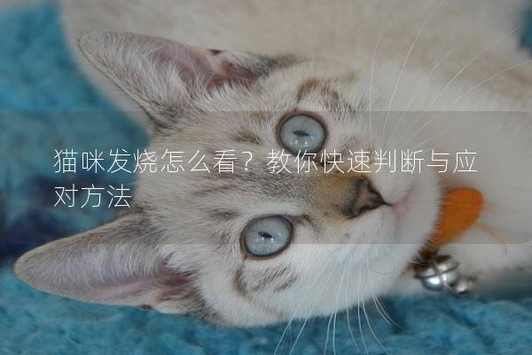貓咪發燒怎么看？教你快速判斷與應對方法