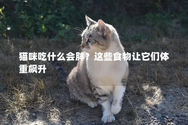 貓咪吃什么會胖？這些食物讓它們體重飆升