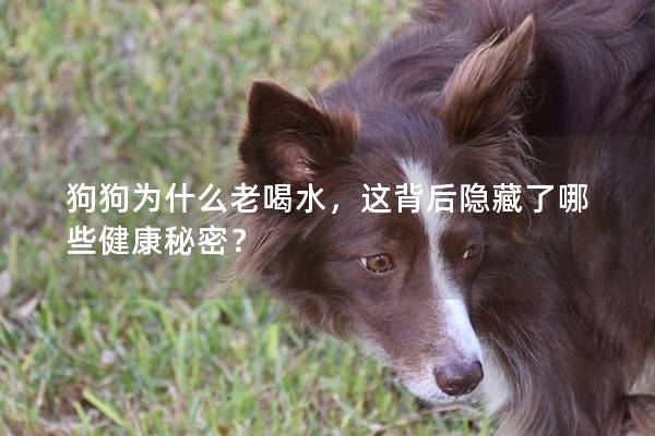狗狗為什么老喝水，這背后隱藏了哪些健康秘密？