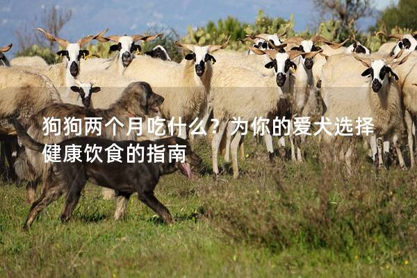狗狗兩個月吃什么?為你的愛犬選擇健康飲食的指南 狗狗兩個月吃什么?為你的愛犬選擇健康飲食的指南