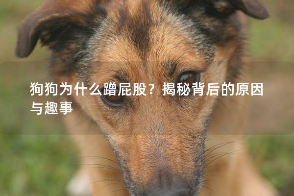 狗狗為什么蹭屁股?揭秘背后的原因與趣事
