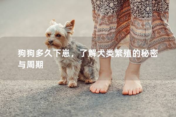 狗狗多久下崽，了解犬類繁殖的秘密與周期
