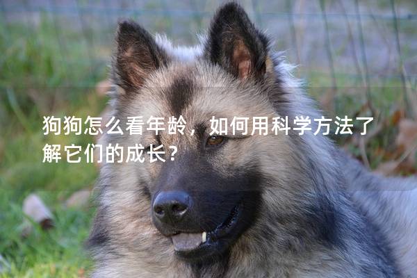 狗狗怎么看年齡，如何用科學方法了解它們的成長？