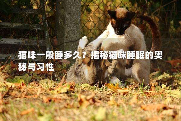 貓咪一般睡多久？揭秘貓咪睡眠的奧秘與習性