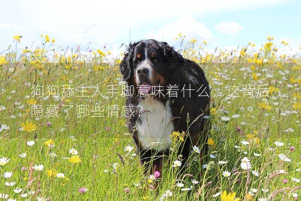 狗狗舔主人手腳意味著什么，這背后隱藏了哪些情感？