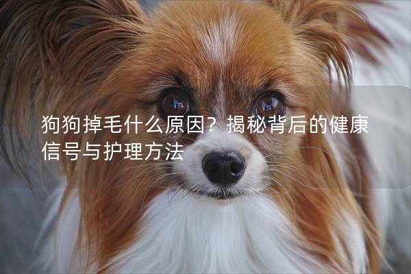 狗狗掉毛什么原因？揭秘背后的健康信號與護理方法