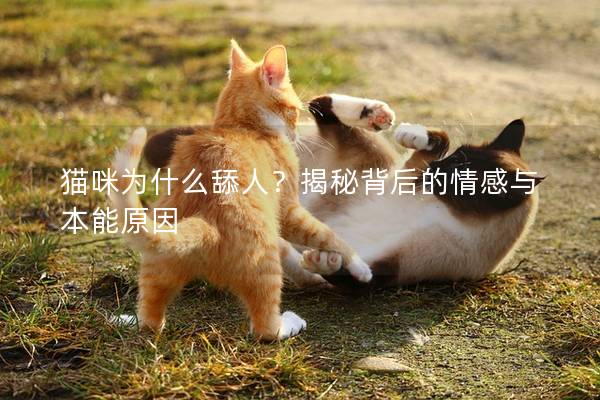 貓咪為什么舔人？揭秘背后的情感與本能原因
