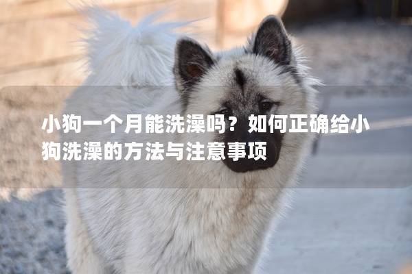 小狗一個月能洗澡嗎?如何正確給小狗洗澡的方法與注意事項 小狗一個月能洗澡嗎?如何正確給小狗洗澡的方法與注意事項