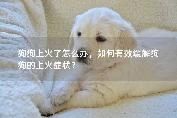 狗狗上火了怎么辦，如何有效緩解狗狗的上火癥狀？
