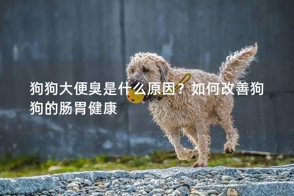 狗狗大便臭是什么原因？如何改善狗狗的腸胃健康