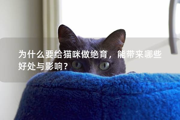 為什么要給貓咪做絕育,能帶來哪些好處與影響? 為什么要給貓咪做絕育,能帶來哪些好處與影響?