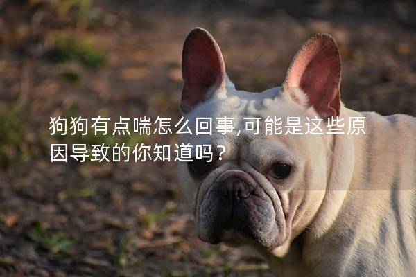 狗狗有點喘怎么回事,可能是這些原因導致的你知道嗎？
