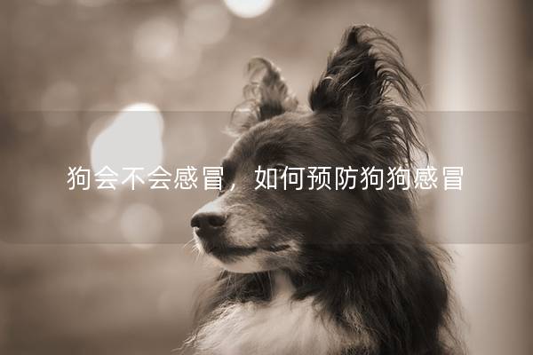 狗會不會感冒,如何預防狗狗感冒 狗會不會感冒,如何預防狗狗感冒