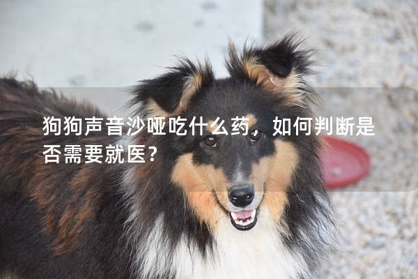 狗狗聲音沙啞吃什么藥，如何判斷是否需要就醫？