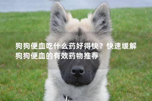 狗狗便血吃什么藥好得快？快速緩解狗狗便血的有效藥物推薦
