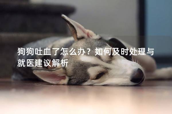 狗狗吐血了怎么辦？如何及時處理與就醫建議解析