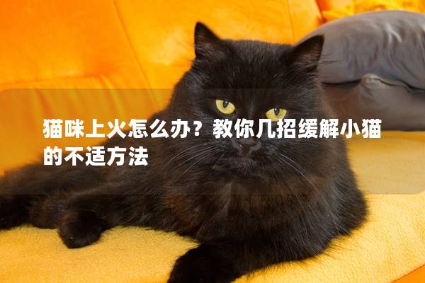 貓咪上火怎么辦？教你幾招緩解小貓的不適方法