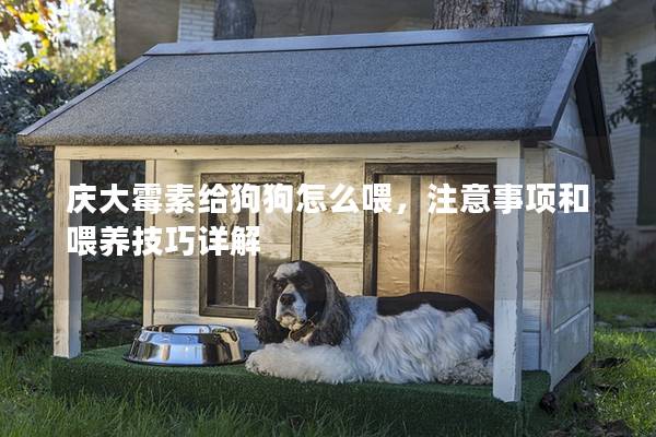 慶大霉素給狗狗怎么喂，注意事項和喂養技巧詳解